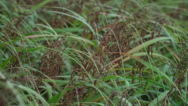 Vietnamese farmer inspecting ripe purple rice panicles in the field.