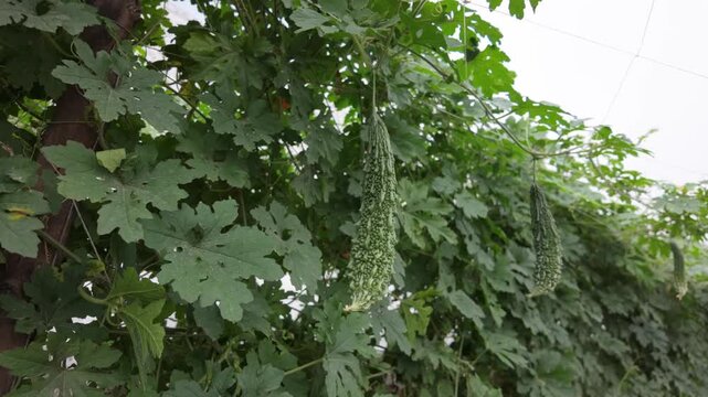 Fresh bumpy bitter melon (Karela) hanging vertically from vine during growth.