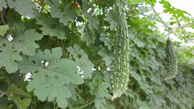 Fresh bumpy bitter melon (Karela) hanging vertically from vine during growth.
