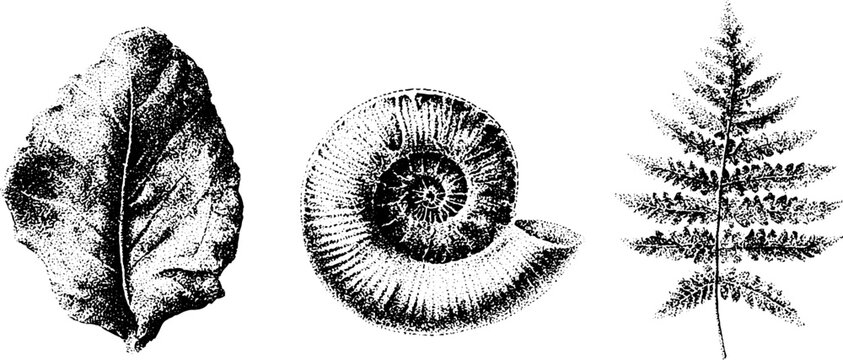 Black and white stipple fossils featuring ammonite spiral leaf and fern illustration for natural history background and vintage design