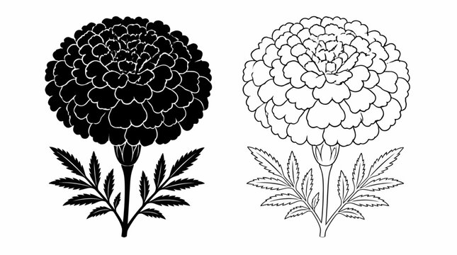 Marigold flower silhouette and outline, a floral vector graphic