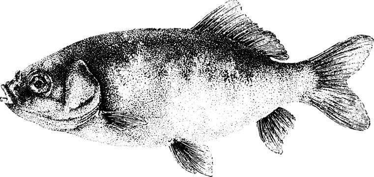 Detailed black and white stippling fish illustration isolated for natural history poster and background design