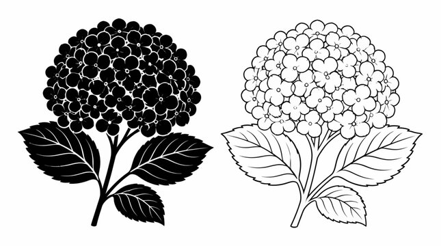 Hydrangea flower silhouettes and line art icons on white background