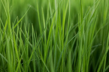Fototapeta premium Close-up of slender ryegrass blades creating a dense pattern of green lines.