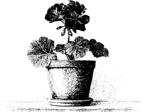 Single geranium plant in a terracotta pot on windowsill black and white stipple engraving for botanical background and print design