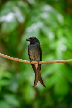 White-bellied drongo bird portrait photo, perched on a tree branch under the shady canopy against a soft green bokeh background