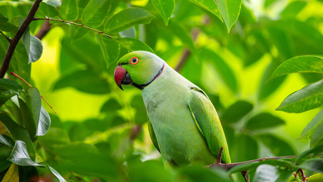Rose-ringed parakeet perched among lush green leaves in natural habitat