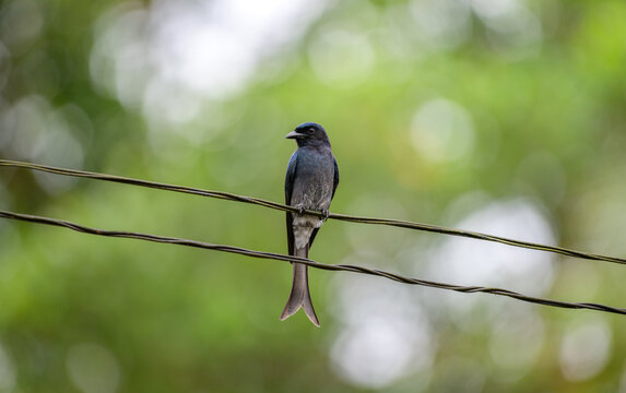 White-bellied drongo bird portrait photo, perched on a wire with a soft green bokeh background