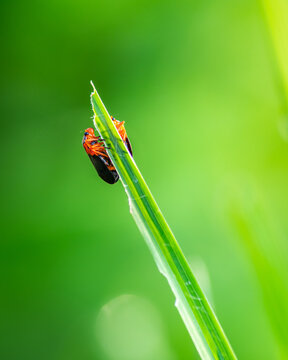 Macro close-up of two red and black froghopper insects clinging to a green grass blade against a vibrant natural background