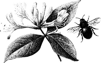 Fototapeta premium Detailed black and white stippled honeysuckle closeup with bee for botanical poster, label or background design
