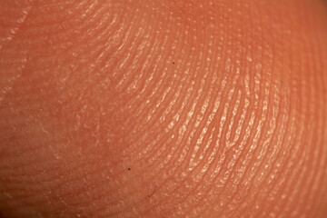 Fototapeta premium Extreme Macro Shot of Human Fingerprint Ridges and Skin Texture