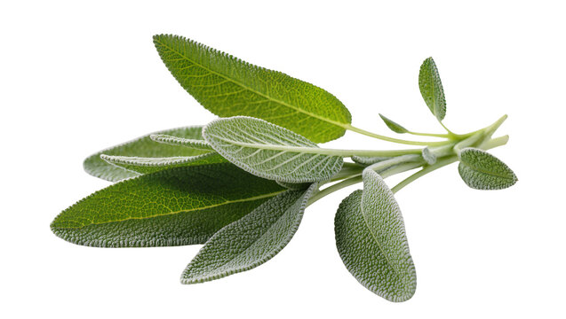 Isolated aromatic fresh sage herb branch, healthy organic food ingredient close up.