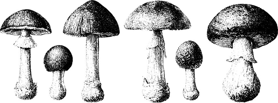 Detailed black and white mushroom taxonomy chart with specimen comparisons for scientific reference poster and educational identification guide