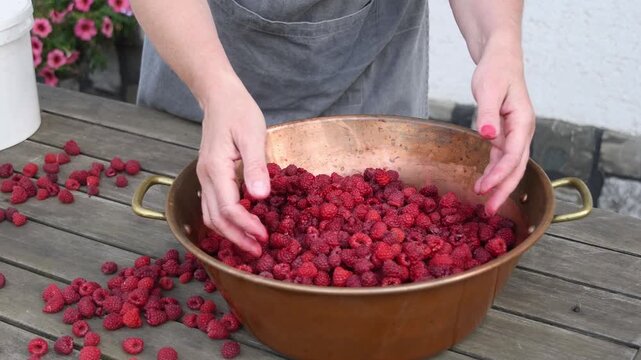 Woman wearing an apron carefully sorts freshly picked organic raspberries in a traditional copper jam pot, preparing the red berries for cooking homemade preserves on a rustic wooden table