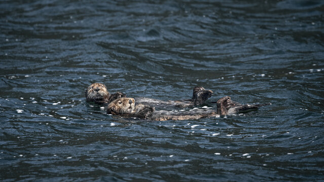 Two Floating Sea Otters  (Enhydra Lutris)