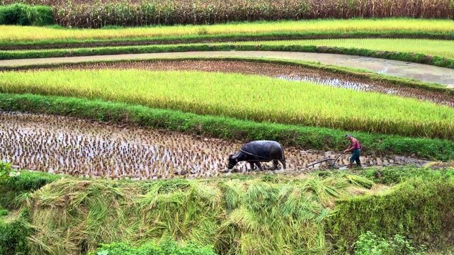 Close up of a traditional farmer plowing a muddy terraced rice field with a water buffalo in Lang Son, Vietnam.