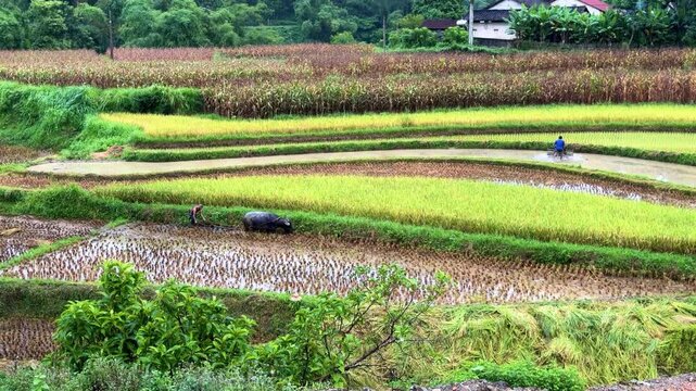  Contrast of an old farmer plowing with a water buffalo and a worker using a modern hand tractor on beautiful terraced rice fields in Lang Son, Vietnam.