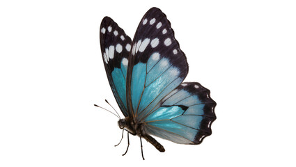Isolated gorgeous blue and black tropical butterfly showcasing its beautiful intricate wings © Vincent