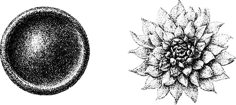 Stippled circular disk and succulent rosette in banknote engraving style for ornamental medallion design and decorative background use