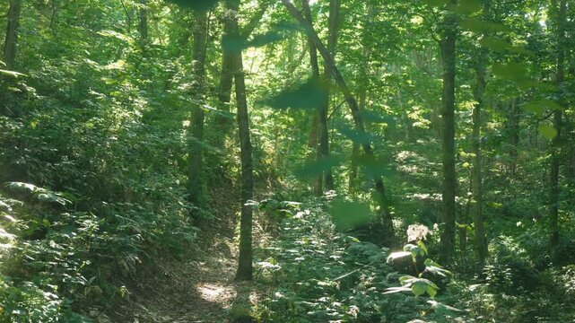 Sunlight filtering through the trees in a summer forest
