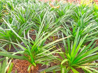 Obraz premium green palm tree