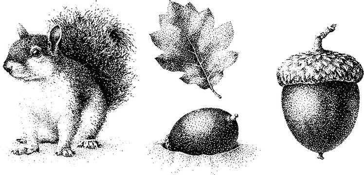 Forest squirrel with acorn oak leaf and seed black and white stipple engraving for wildlife background and nature illustration