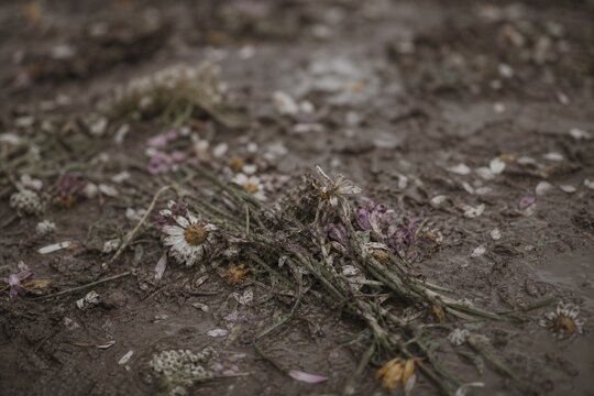 Trampled wildflowers lying in mud with scattered petals, muted colors and shallow depth of field.