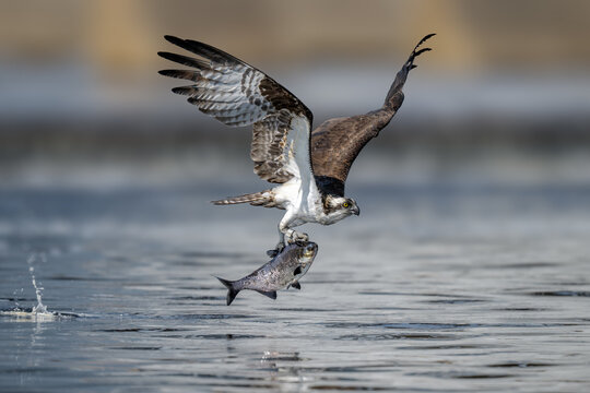 Osprey (Pandion haliaetus) catching fish over water in its natural habitat, showcasing powerful hunting behavior and impressive flight.