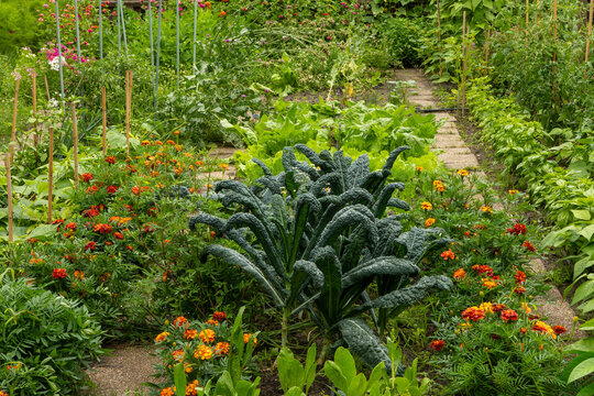 Wide angle view of companion planting in organic permaculture garden with tuscan kale cavolo nero, marigold, calendula, swiss chard, chili, beans and tomatoes.