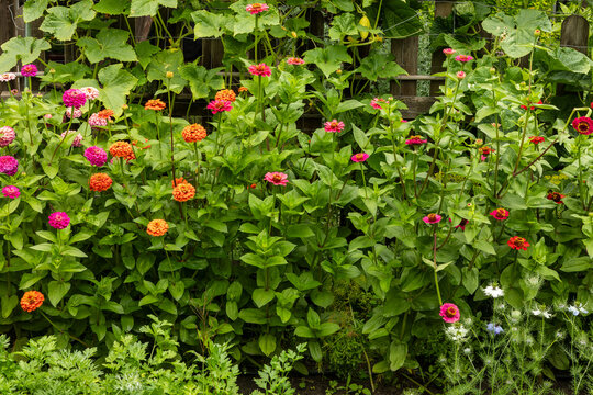 Close-up of companion planting with blooming zinnia flowers, climbing cucumbers, and nigella damascena in the foreground