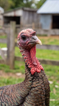 Domestic turkey showing wattle and snood details, standing on a farm, agricultural livestock industry concept
