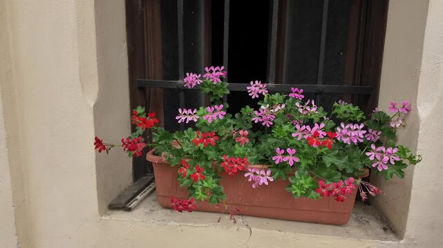 Vibrant geraniums bloom in a window box against a textured wall and dark bars