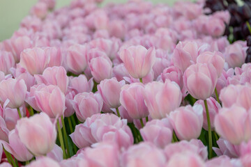 Obraz premium pink tulips in the garden