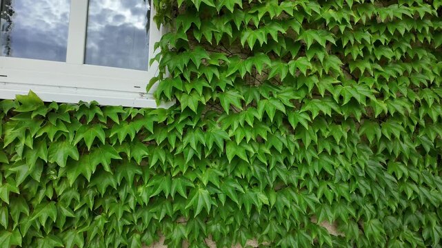 Lush green ivy covering a building facade with a white window frame