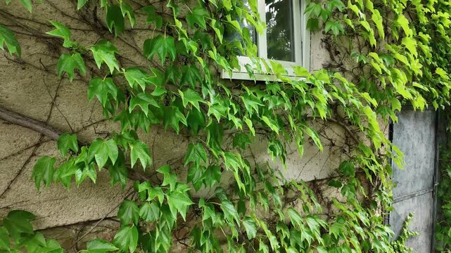 Lush green ivy vines gracefully climb an old stone building facade