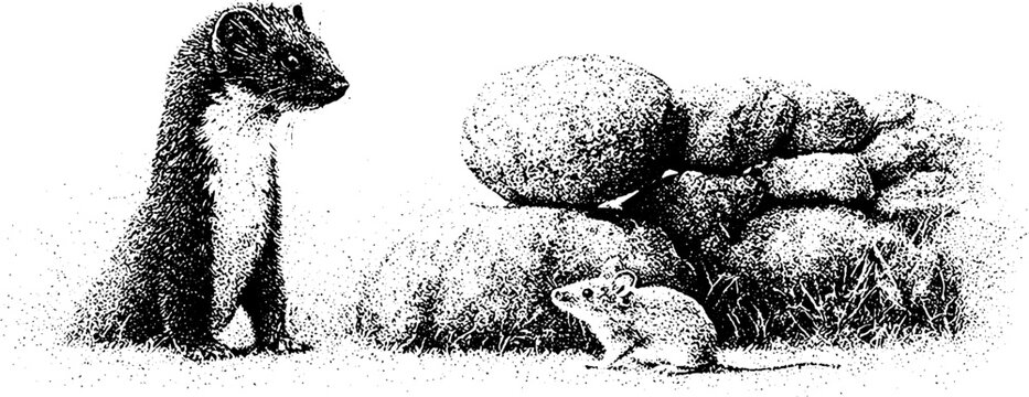 Stipple black and white weasel and field mouse beside rock pile vintage nature illustration for background and wildlife banner design