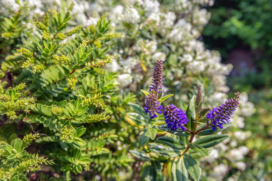 Blue-purple flowering shrub veronica up close with white-flowering shrub veronica in the background. The photo was taken in a Dutch garden on a sunny summer day.