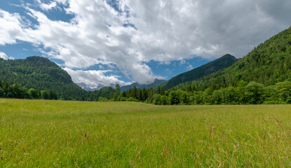Fototapeta premium Beautiful panoramic view of a green meadow in the Alps under a blue sky with dramatic white clouds, scenic mountain peaks and lush pine forest
