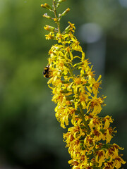 The bright yellow inflorescence of ligularia in the garden. The bumblebee collects nectar on the yellow inflorescence of the ligularia przewalskii. © Flower_Garden