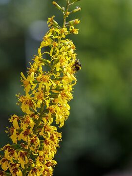 The bumblebee collects nectar on the yellow inflorescence of the ligularia przewalskii
