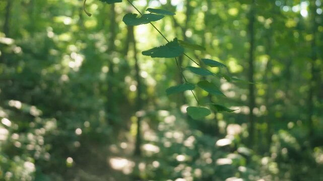 Sunlight filtering through the trees in a summer forest