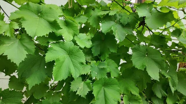 Lush green grape leaves with hints of ripening fruit and a pink rose bloom
