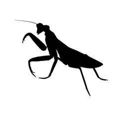 Praying Mantis set with solid black silhouette in defensive stance featuring predatory insect and sharp limb detail with white background and silhouette line © Rakibul