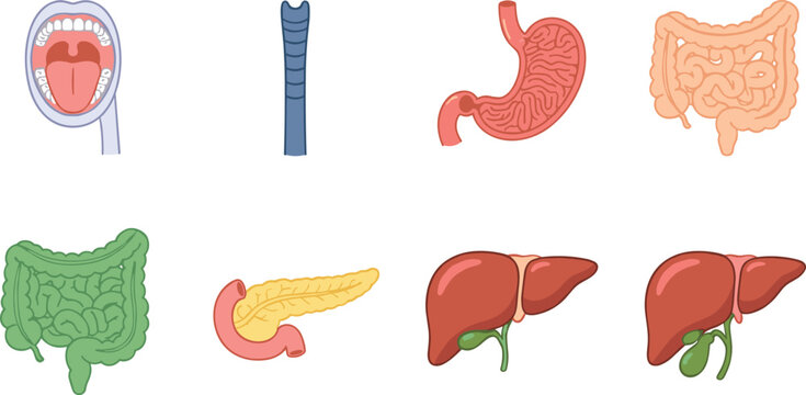 Human Digestive System Anatomy Cartoon Icon Collection with Internal Organs and Medical Illustrations