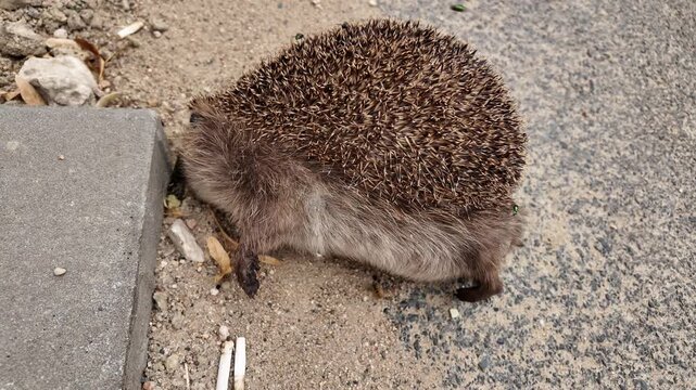Close-up of a dead hedgehog on pavement with flies buzzing around. A dead hedgehog with sharp quills and furry underside across a textured surface, attracting flies and a wasp