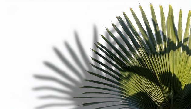 Realistic Shadow From Palm Leaves Isolated On White Background Blur Leaf Shadow Effect Overlay Tropical Plants Shadow On A Transparent Background
