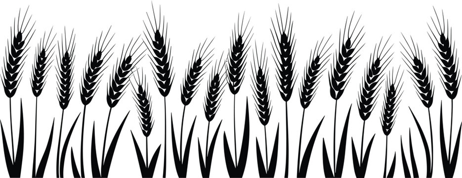 Black Silhouette Wheat Ear Border Vector Illustration Set with Barley Stalks Isolated on White Background for Bakery Packages and Autumn Harvest Graphics