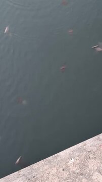 Bats in Austin