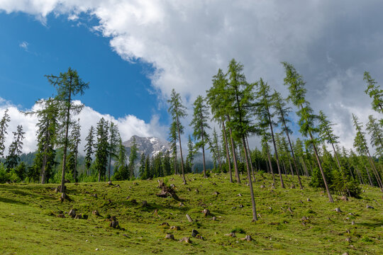 Sparse alpine forest with tree stumps below a mountain peak
