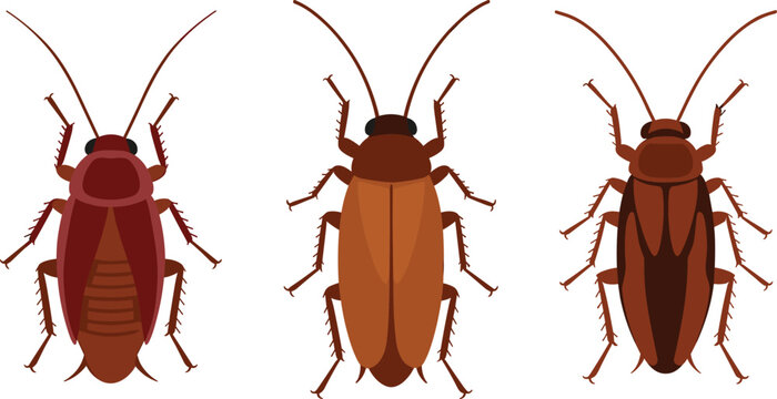 Cockroach Insect Vector Icon Set with Detailed Pest Bug Characters for Exterminator Control Services and Sanitary Education Graphic Designs